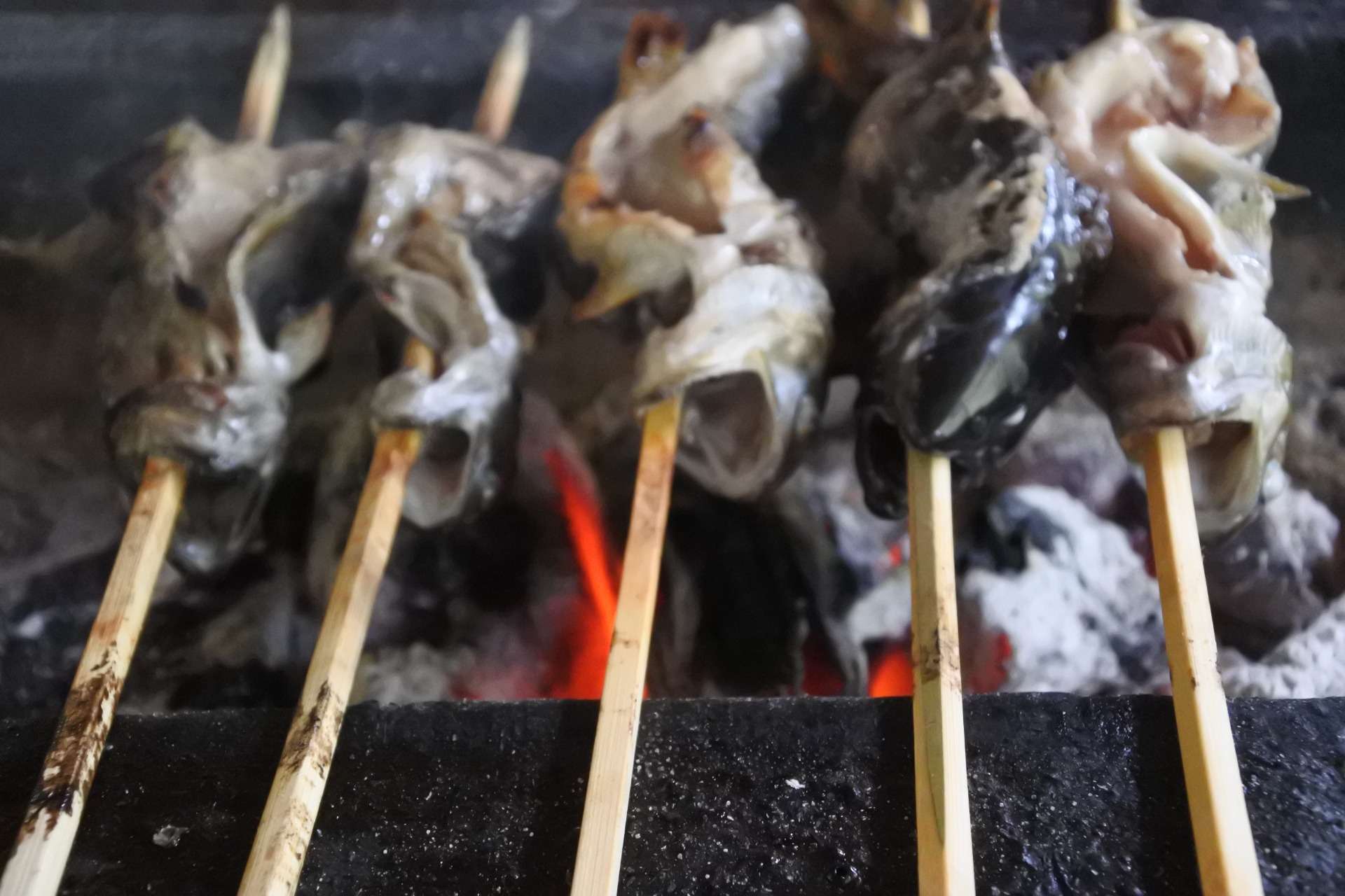 安土・近江八幡教室 イワナ釣り